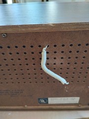 Lloyd&rsquo;s AM/FM Clock Radio Dated Between 60s and 70s Model 9J41-100A Vintage